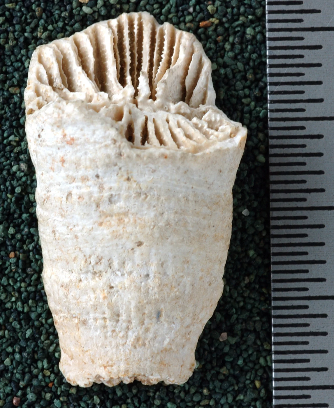 Truncatoflabellum irregulare