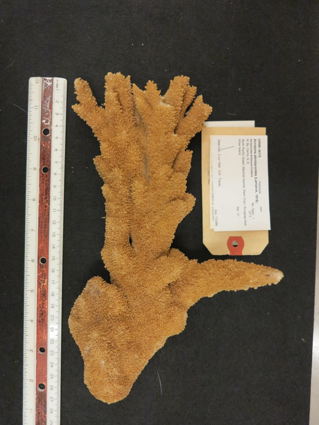 Truncatoflabellum truncum