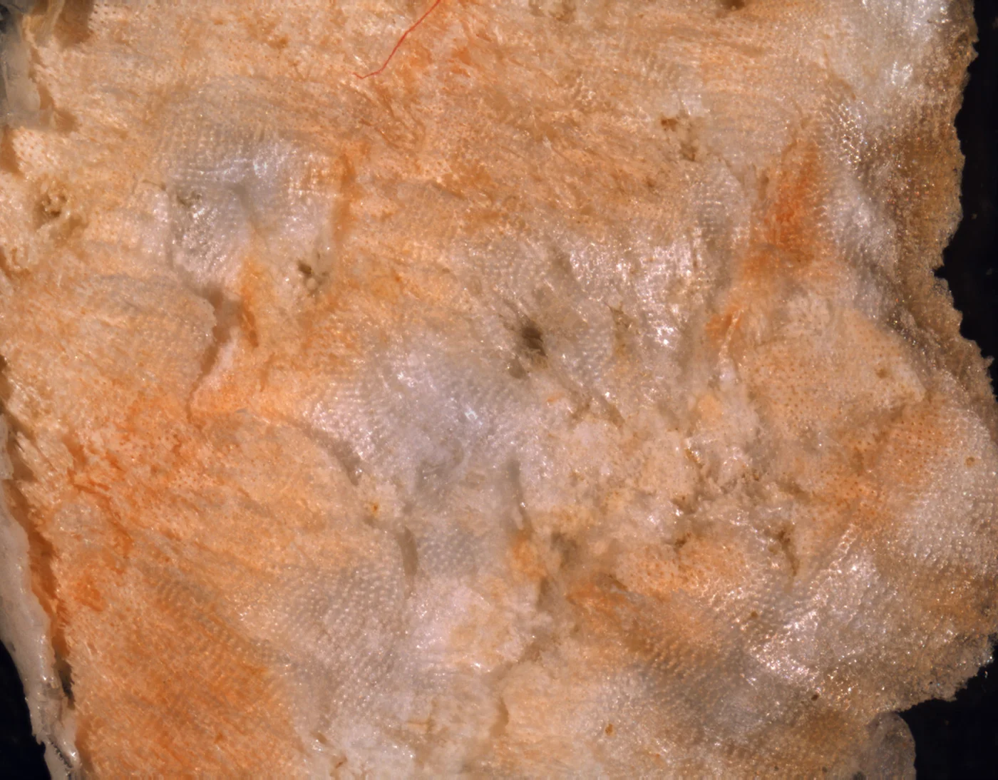 Trypostega dorothysouleae
