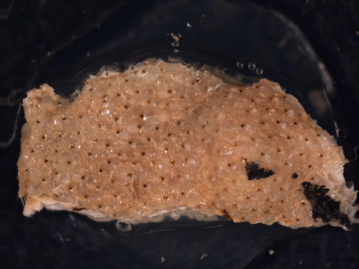 Bryozoan