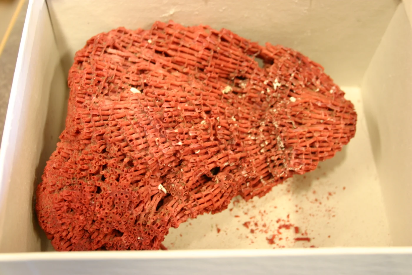 organ pipe coral
