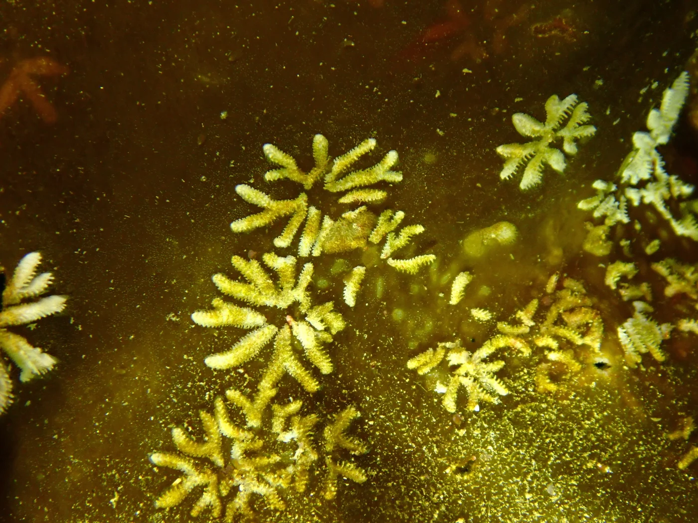 Tubulipora anderssoni
