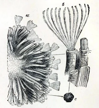 Tubulipora bocki
