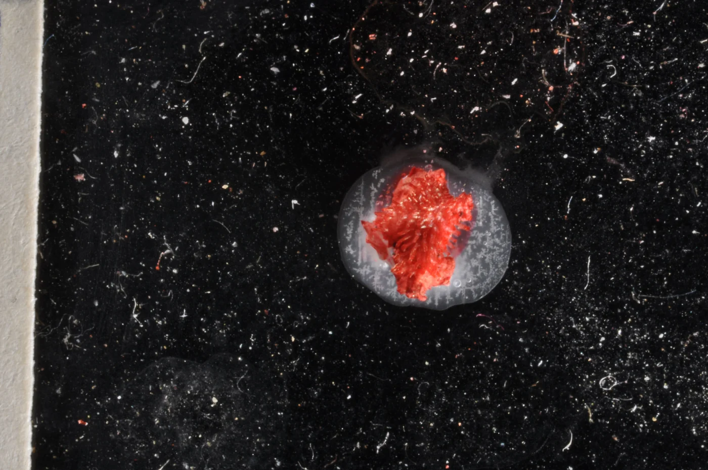 Tubulipora pacifica