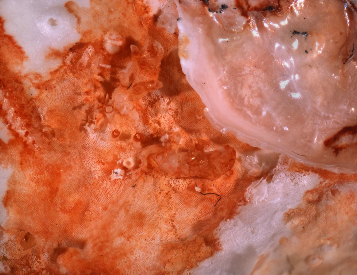 Tubulipora pulchra