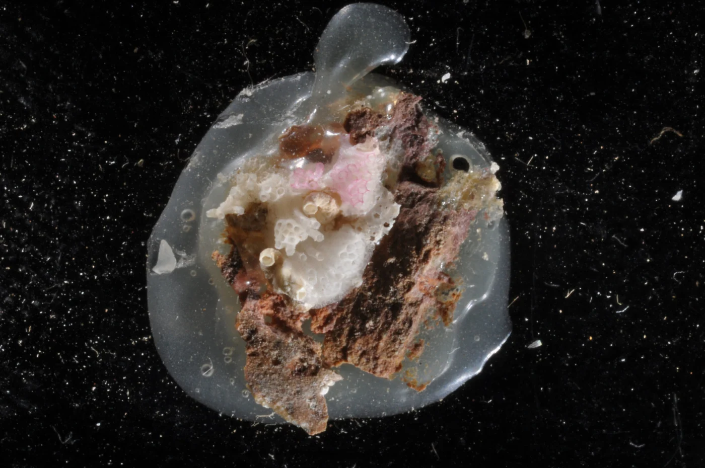Tubulipora tuba