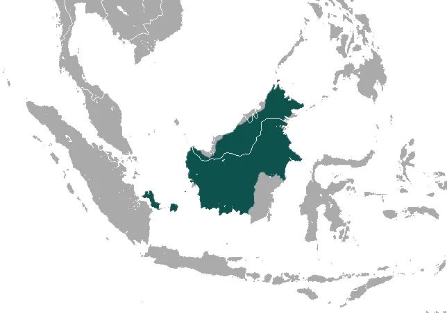Slender Scandentian