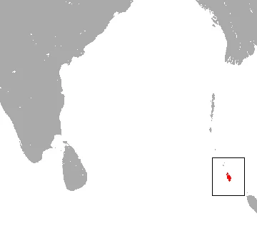 Nicobar Tree Shrew
