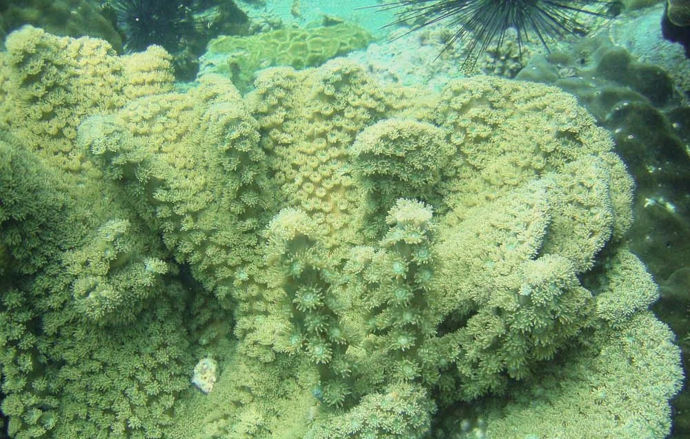 disc coral