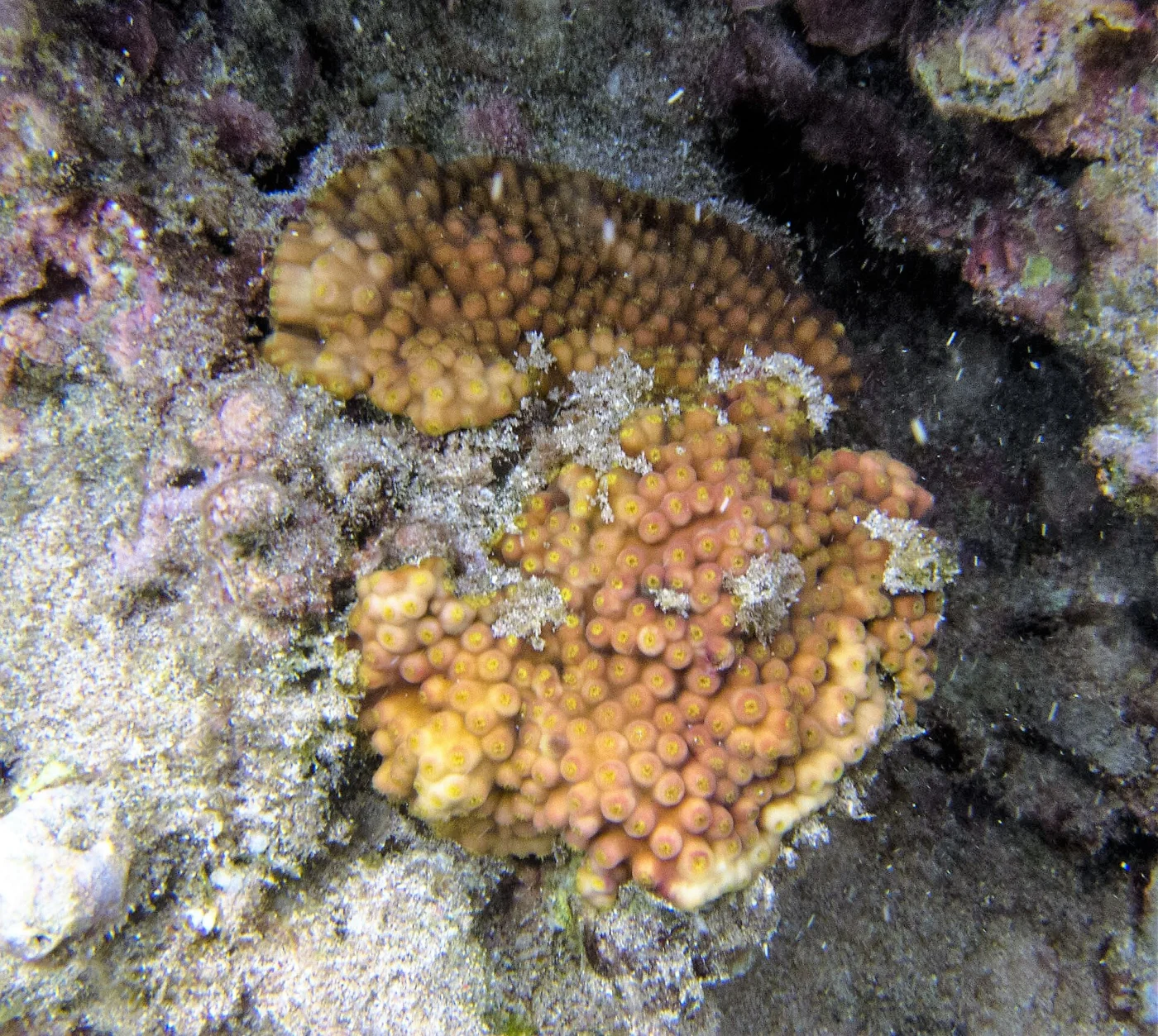 disc coral