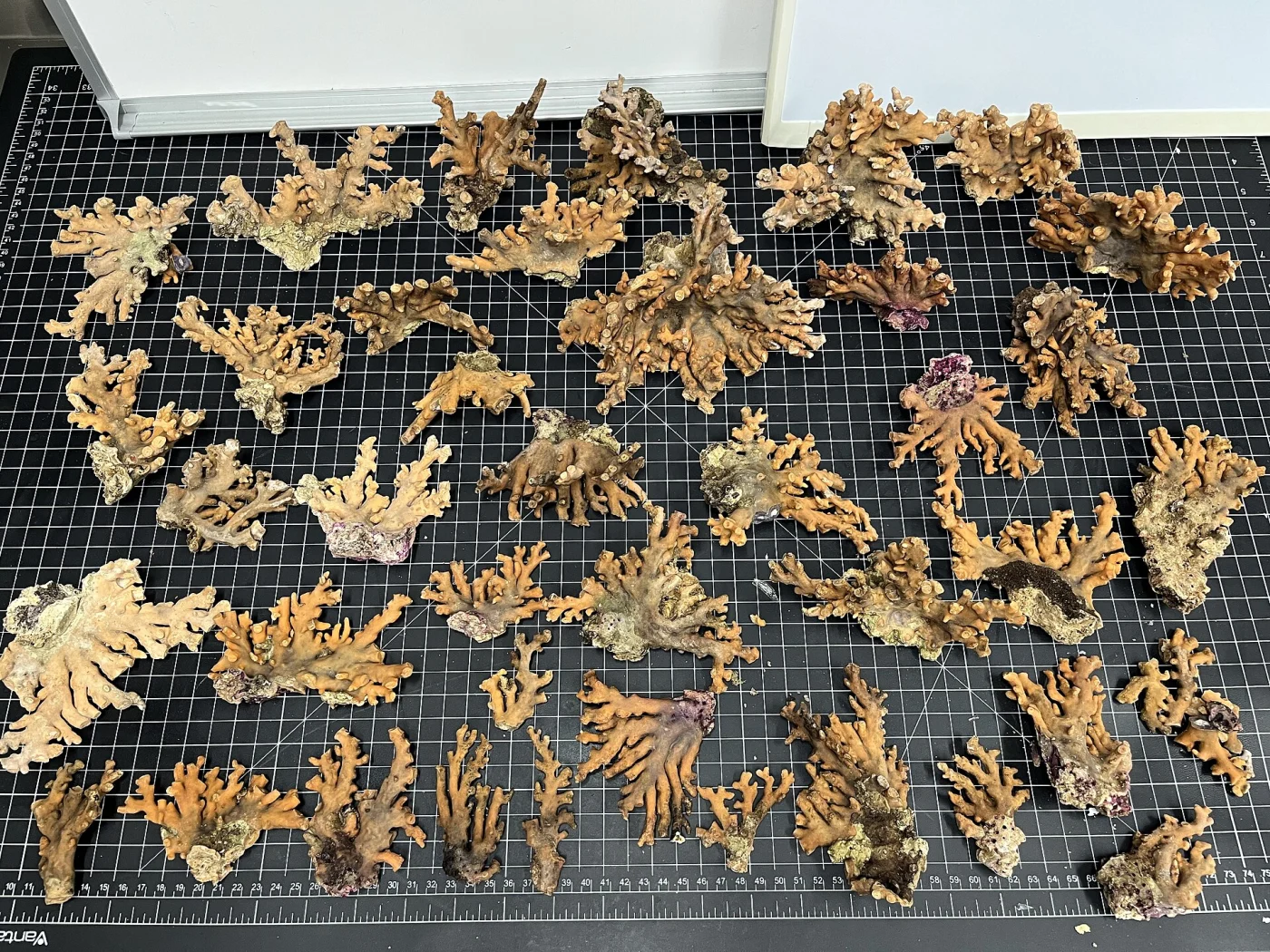 disc coral