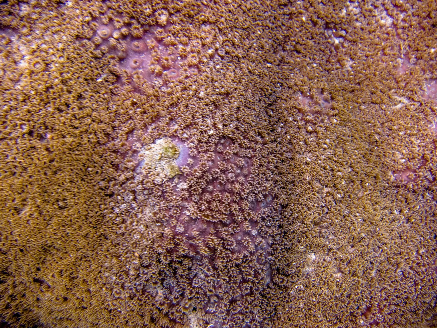 disc coral