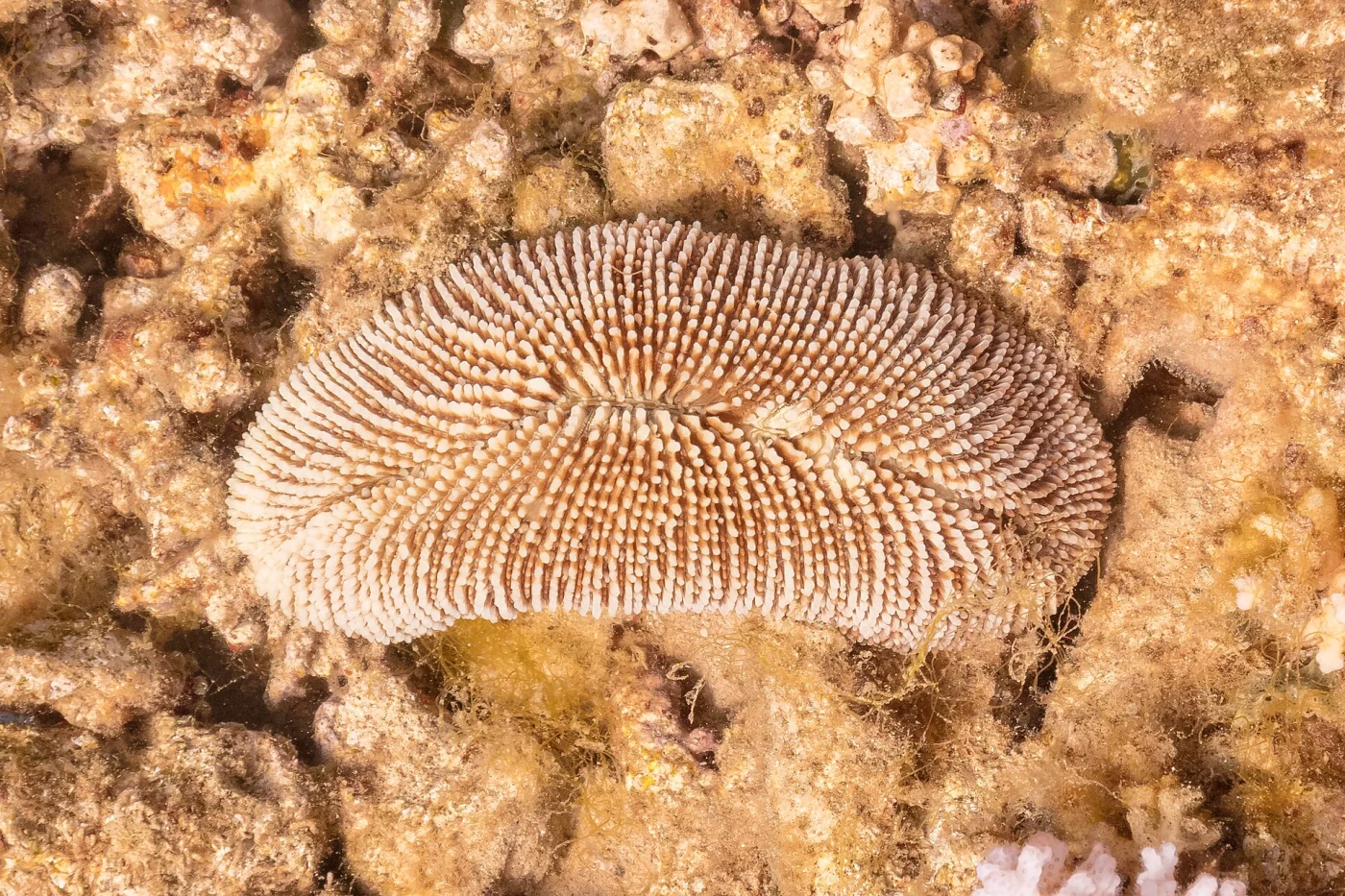 disc coral