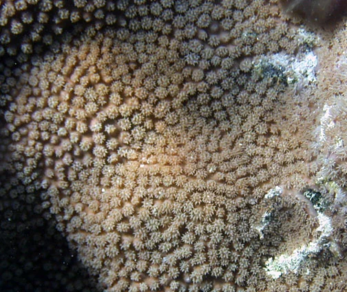 disc coral