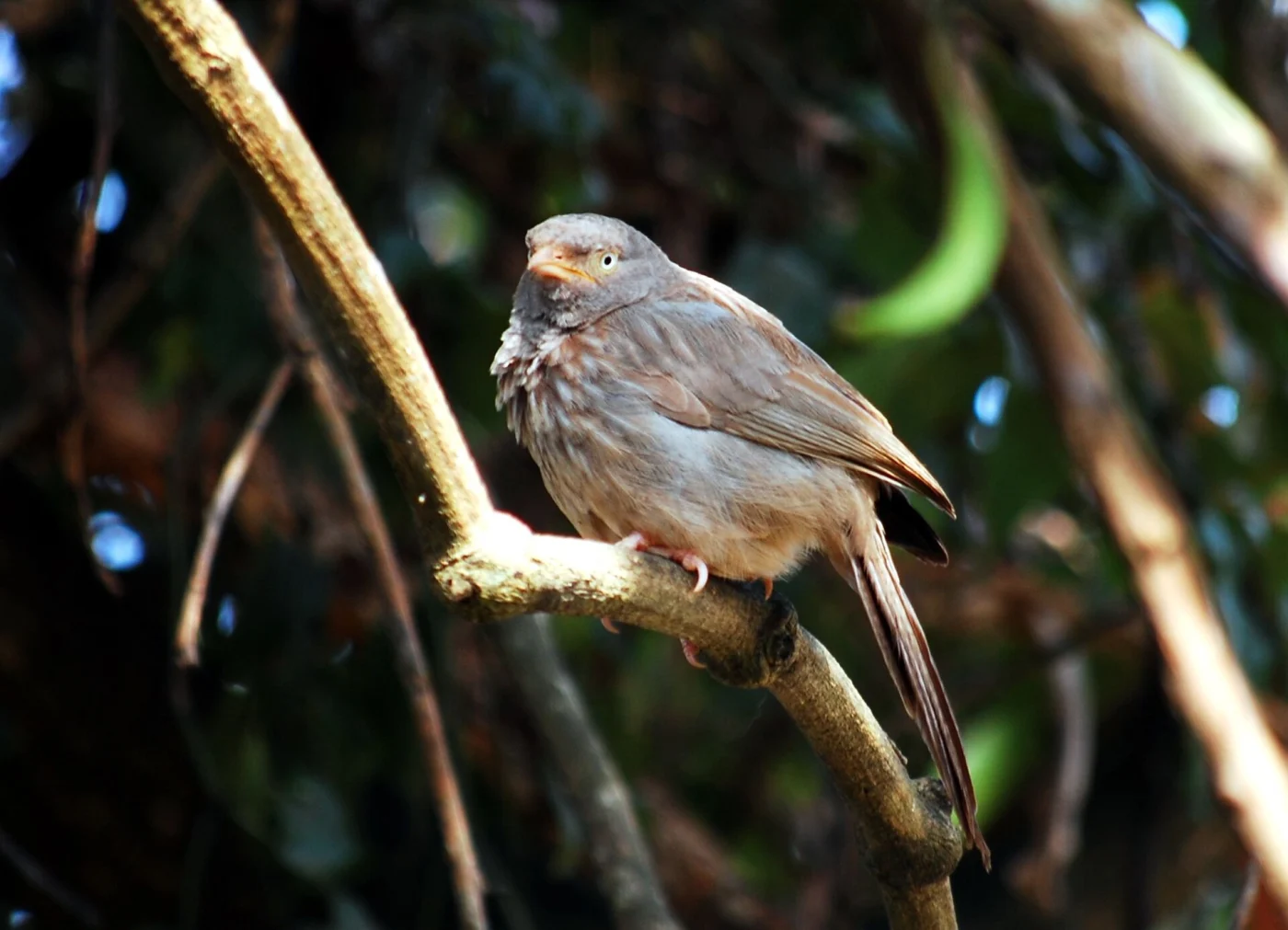 Yellow-billed Babbler
