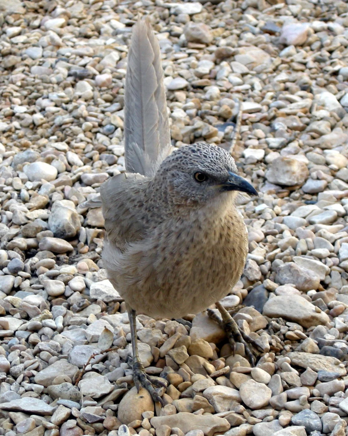 Arabian Babbler