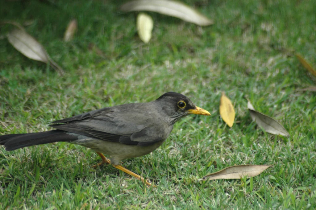 Austral Thrush