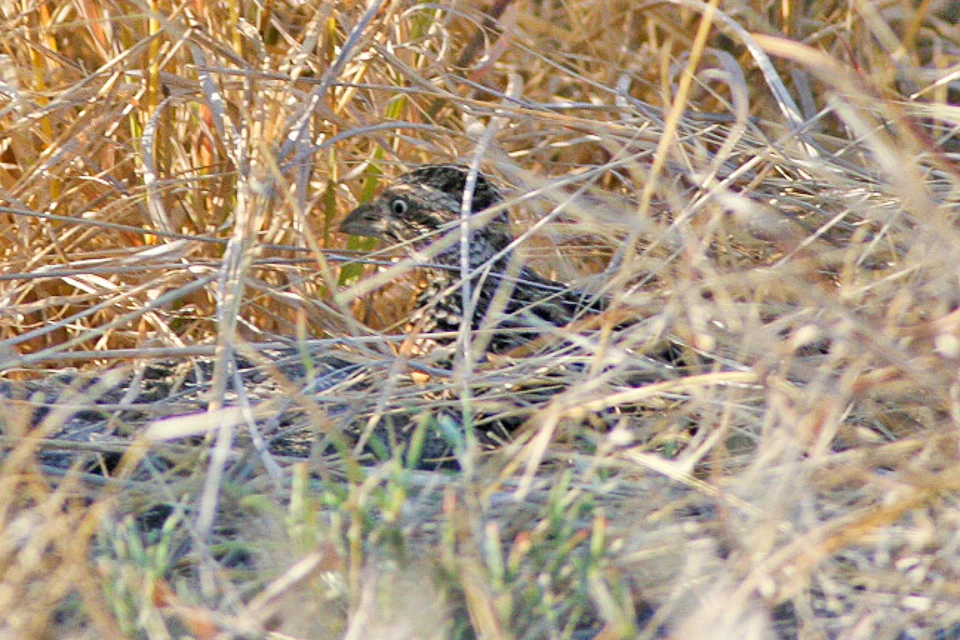 Sumba Buttonquail