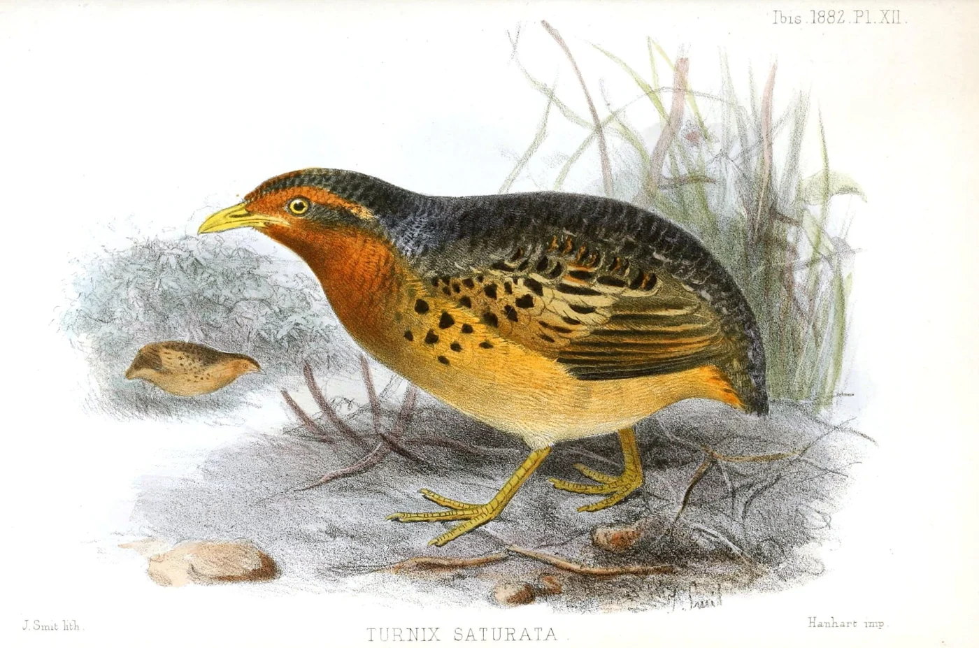 Red-backed Button-quail