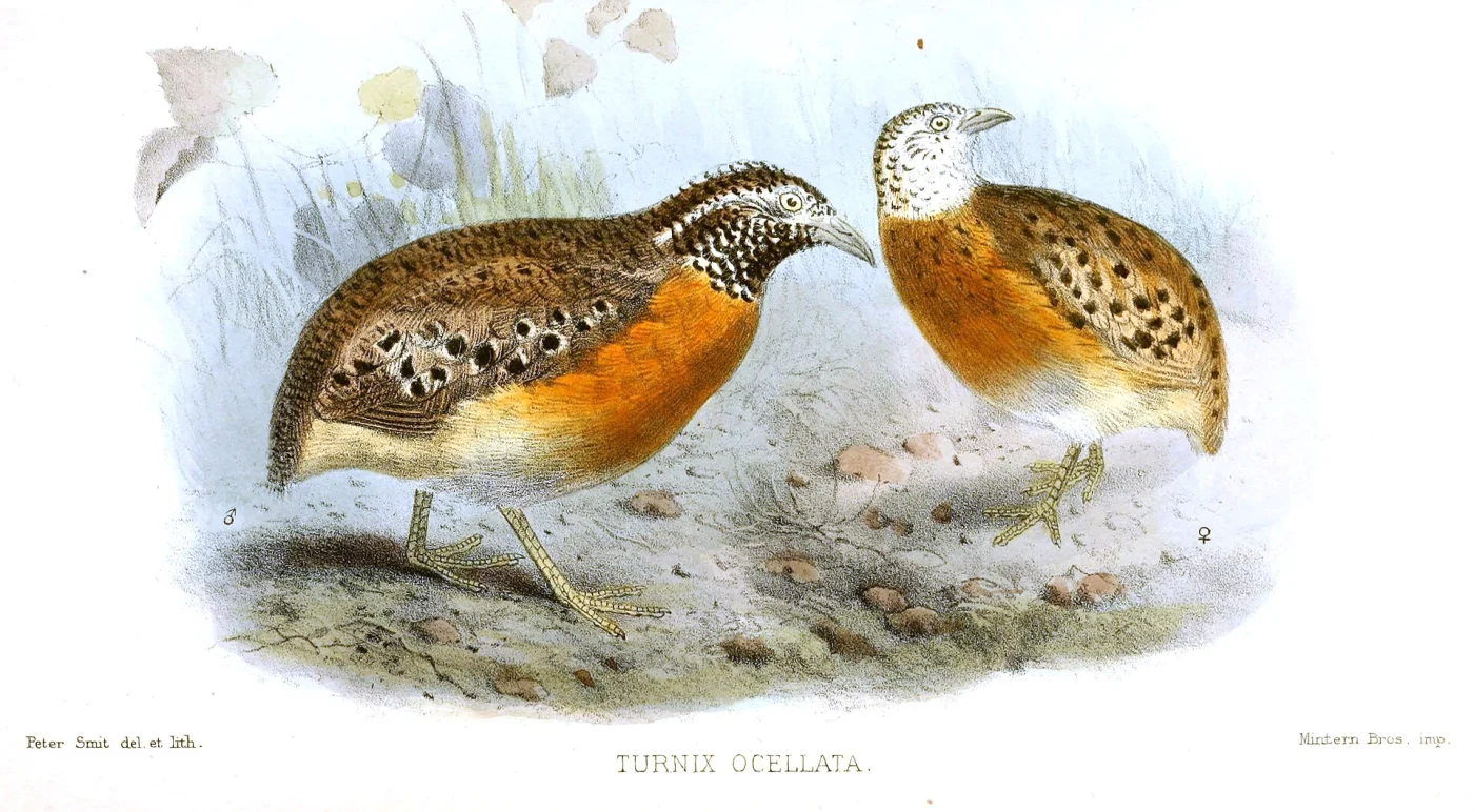Spotted Buttonquail