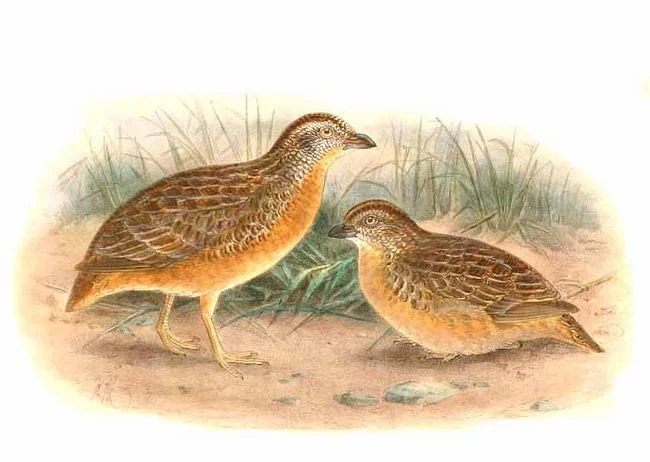 Red-chested Button-quail
