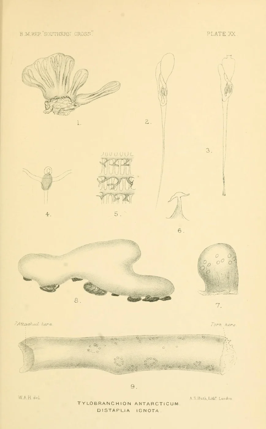 Tylobranchion antarcticum