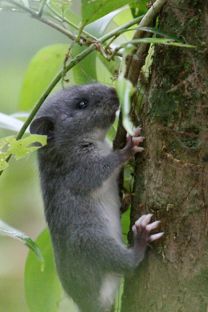 Watson s Climbing Rat