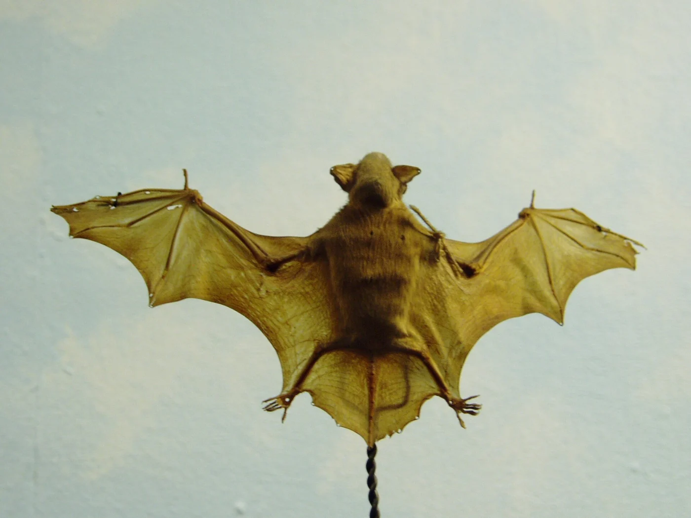 Club-footed Bat