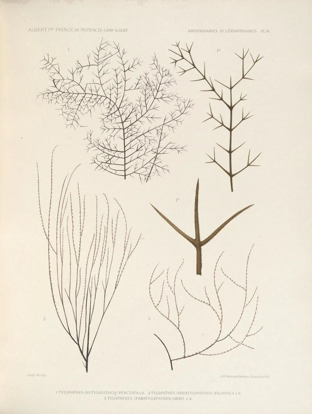 Tylopathes atlantica