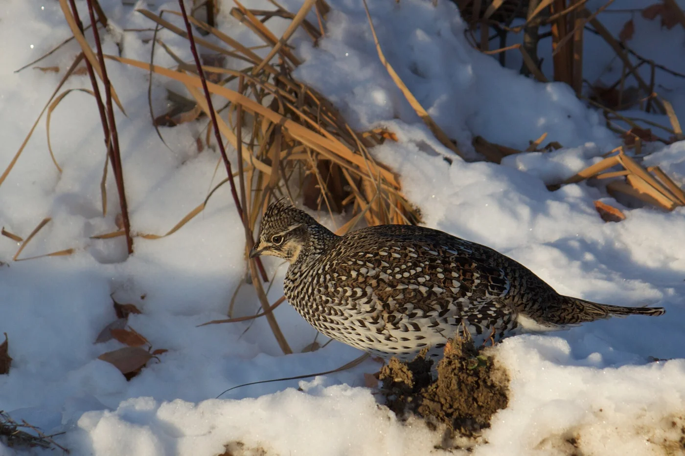 Sharp-tailed Grous