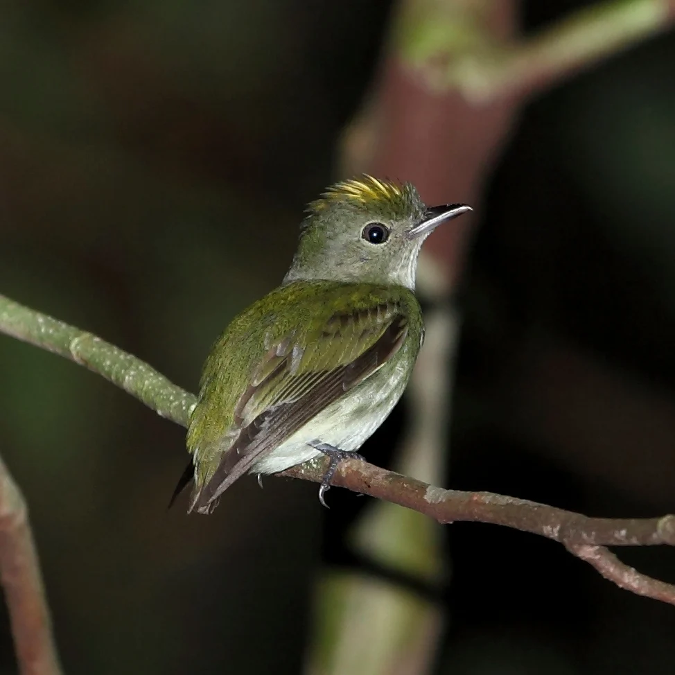 Tiny Tyranneutes