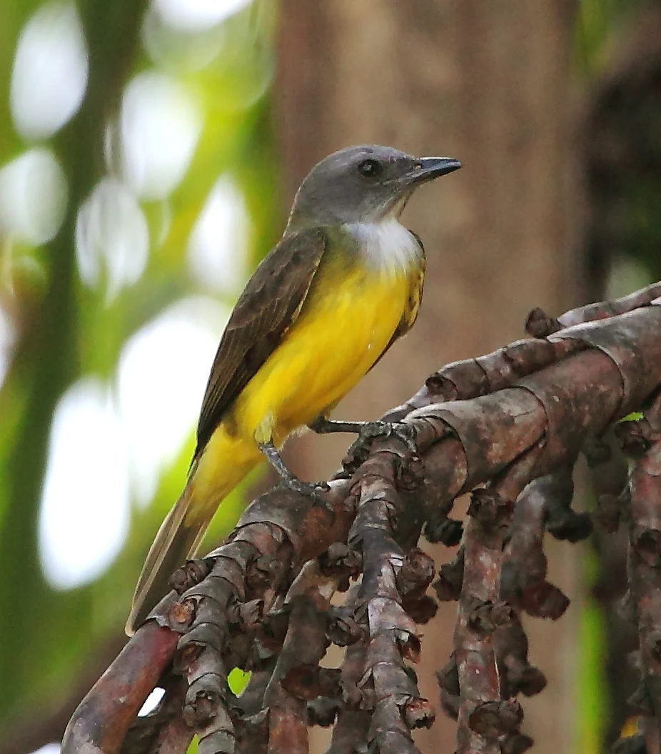 Sulphury Flycatcher