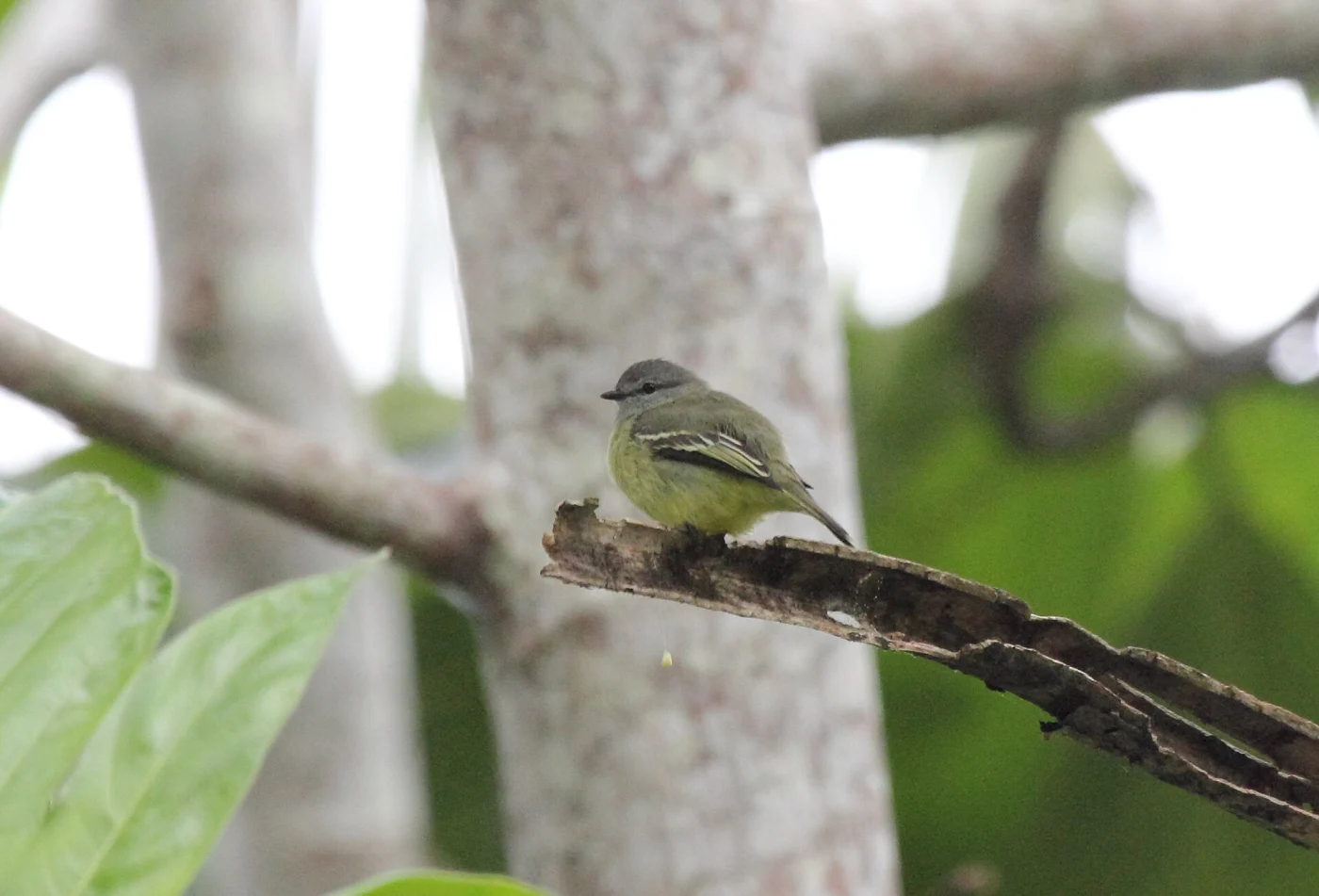 Yellow-Crowned Tyrannulet
