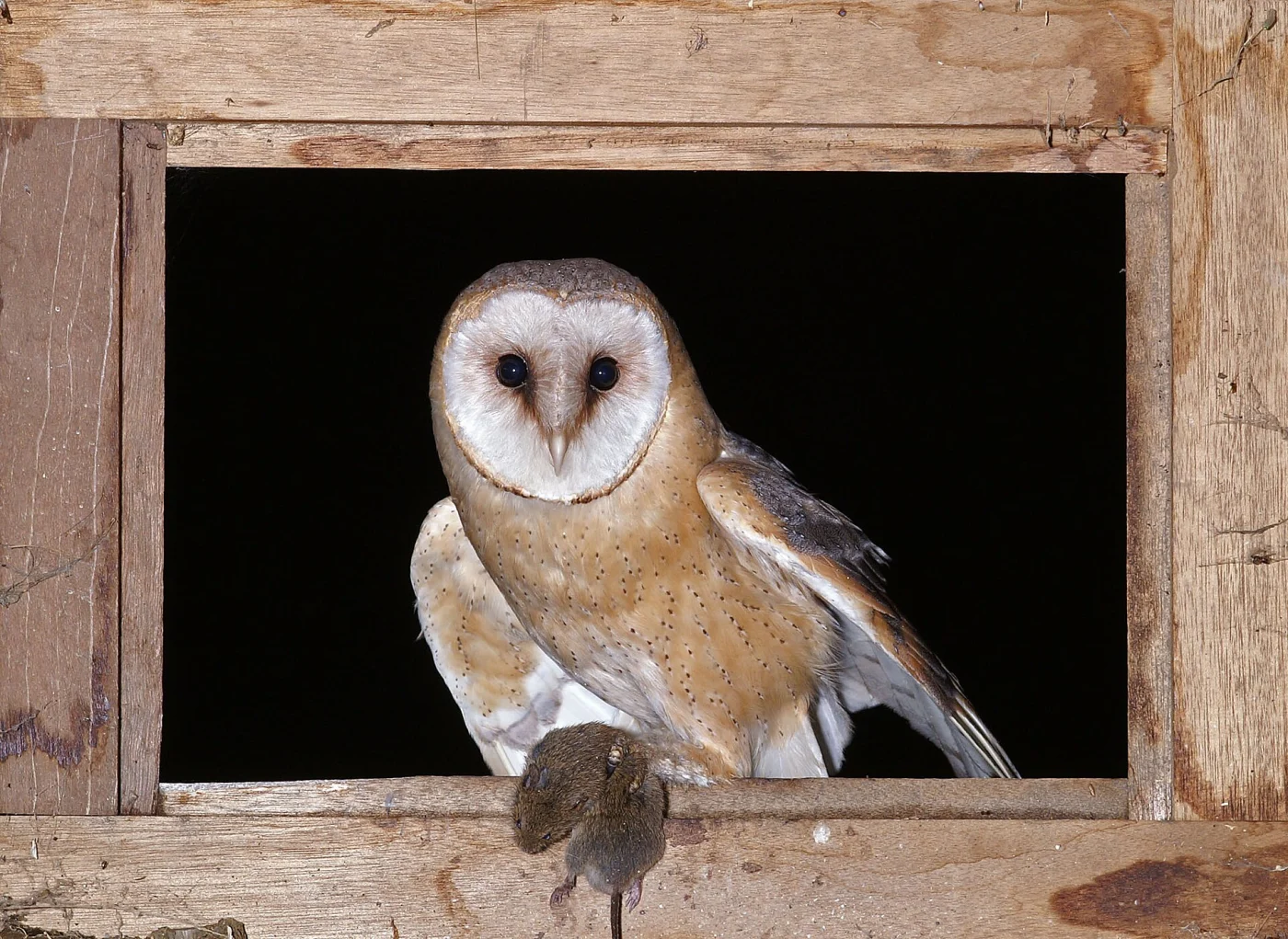 Barn Owl