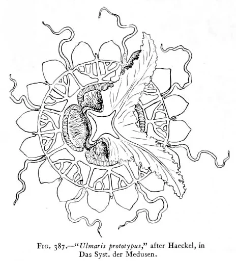 Ulmaris snelliusi