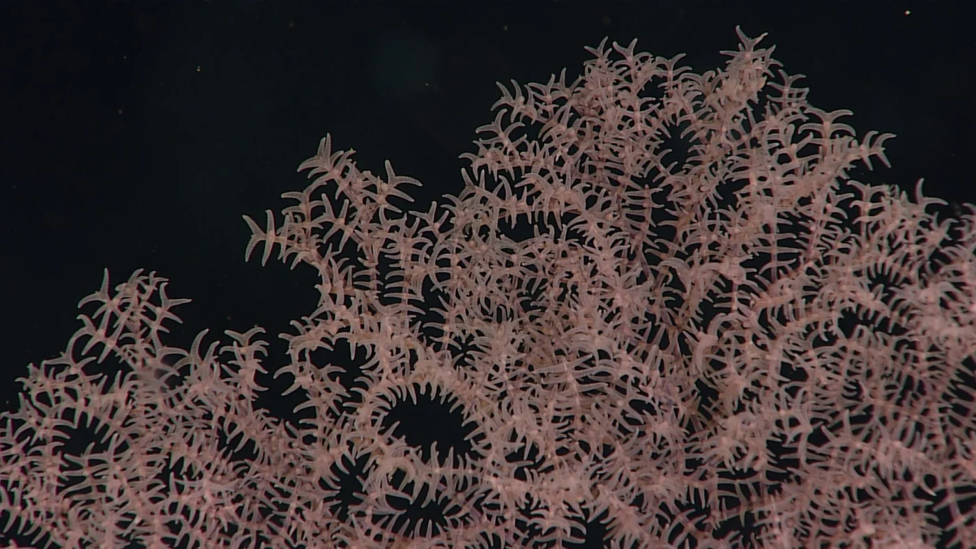 Umbellapathes helioanthes