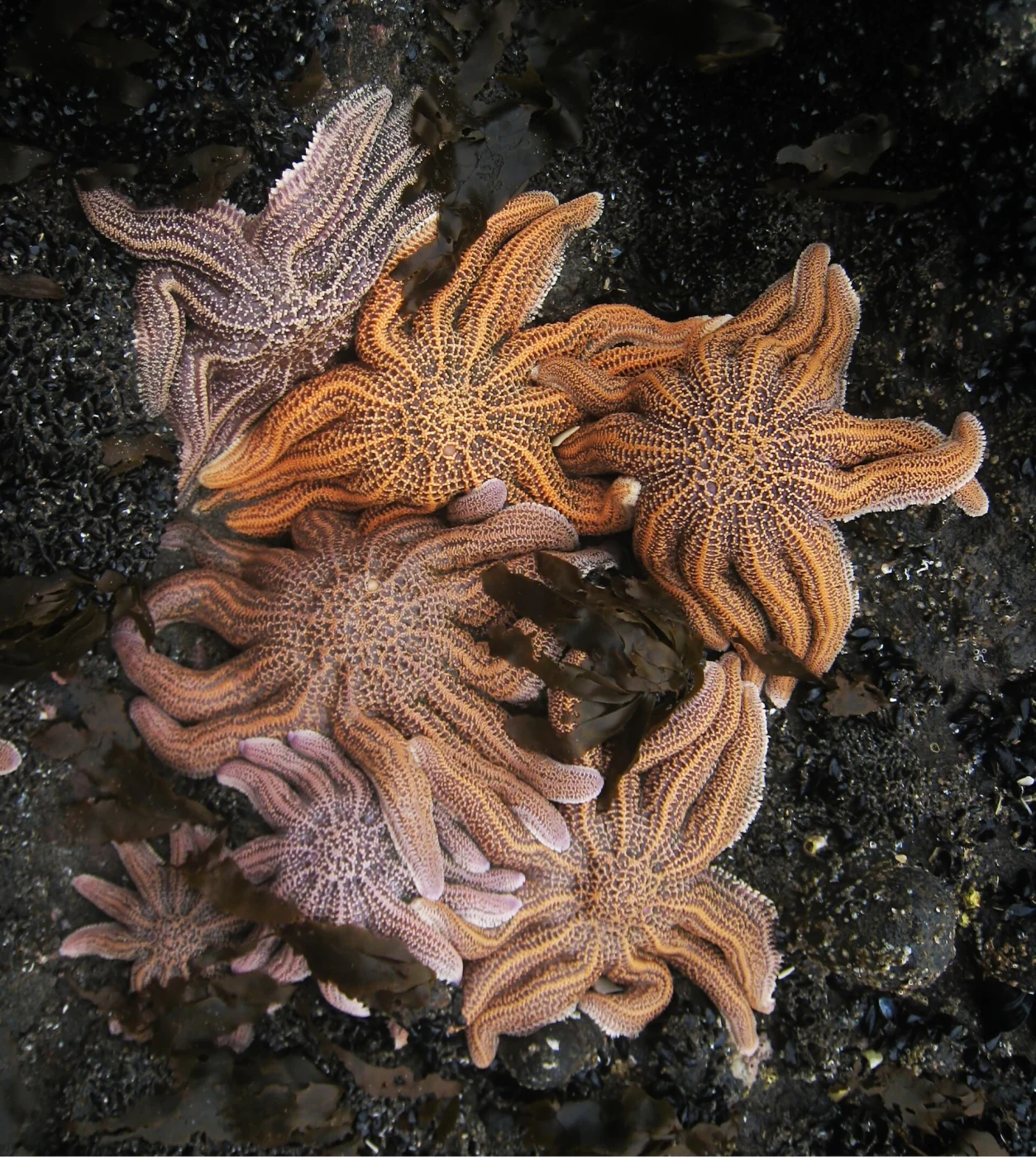 Uniophora dyscrita