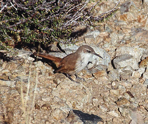 White-throated Earthcreeper