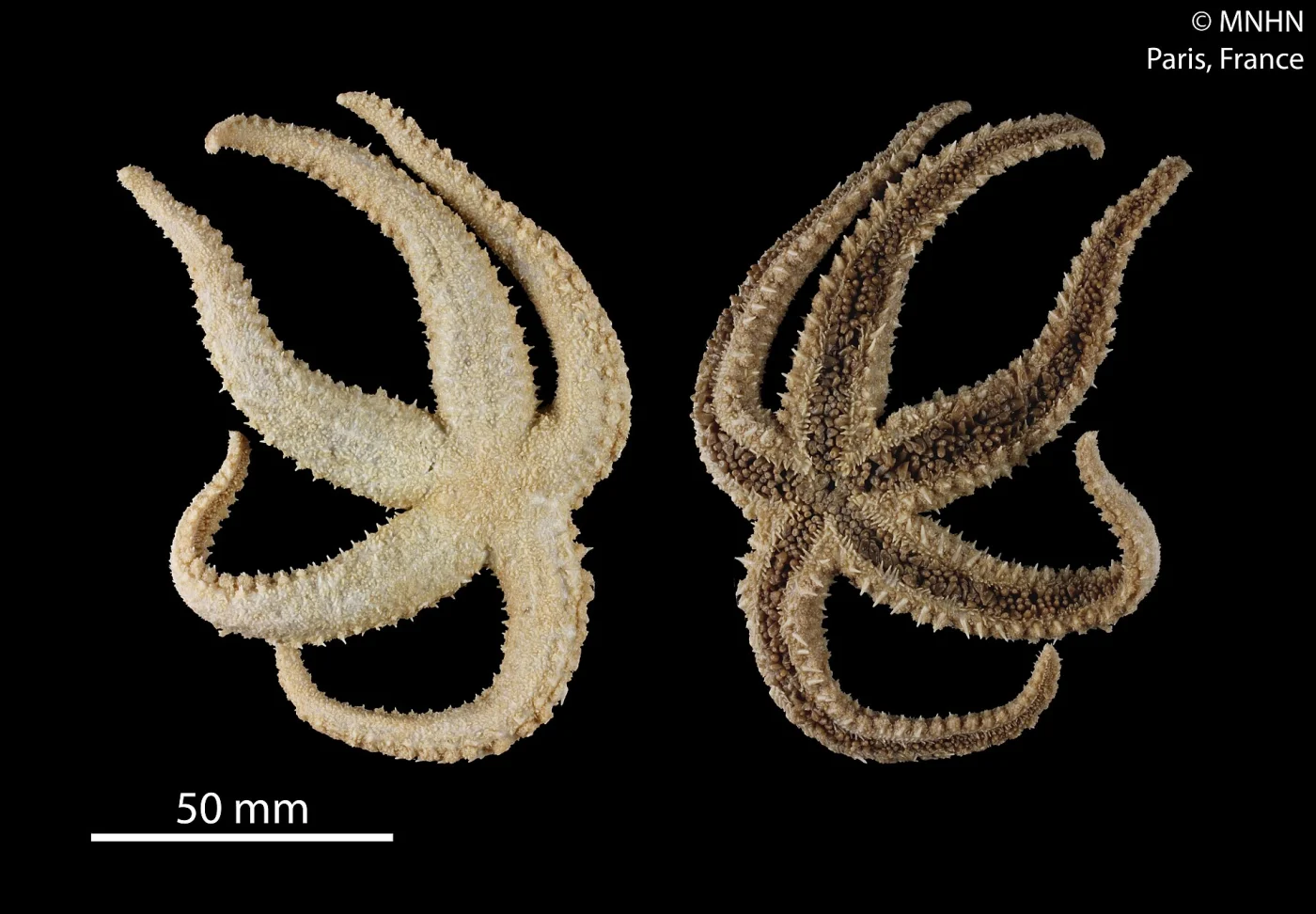 Urasterias lincki