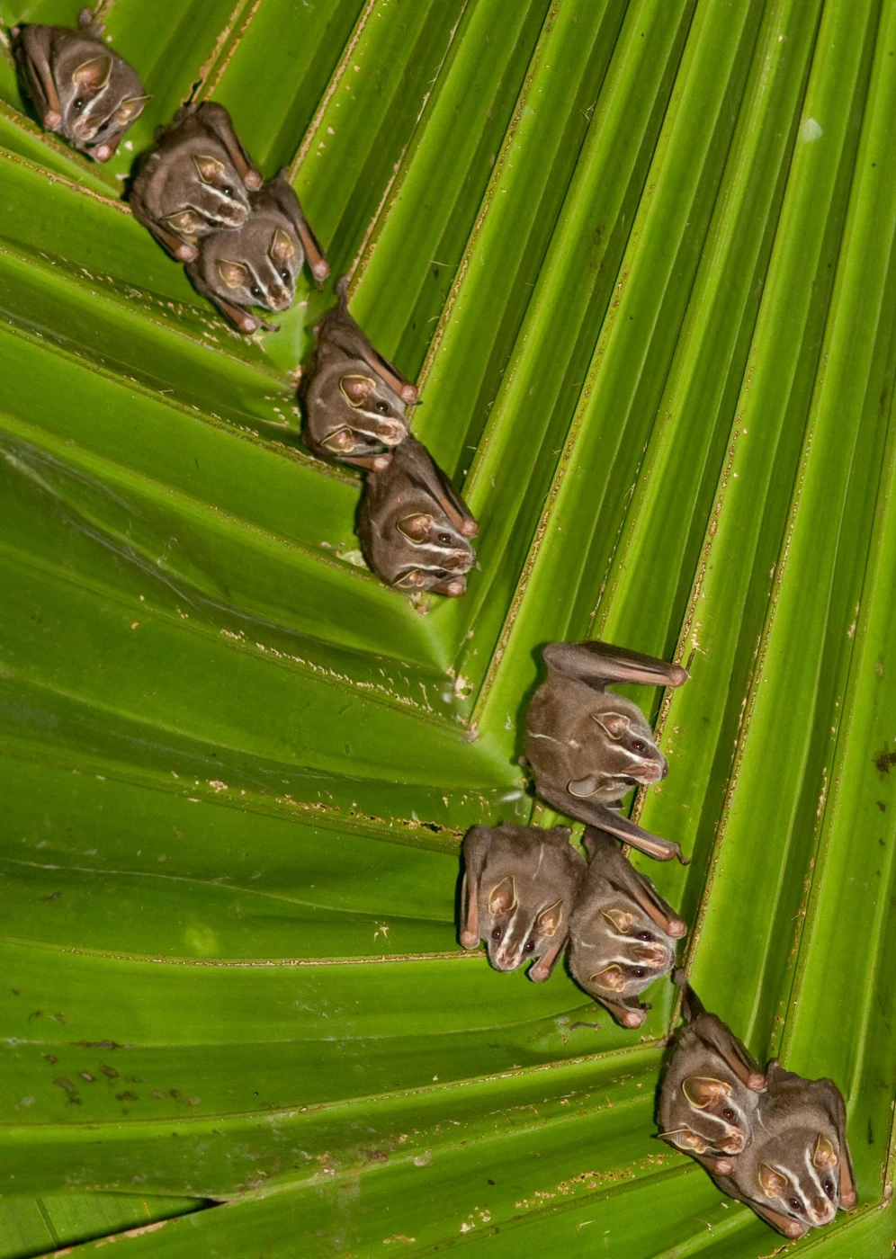Common Tent-making Bat