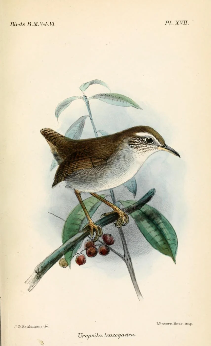 White-bellied Wren