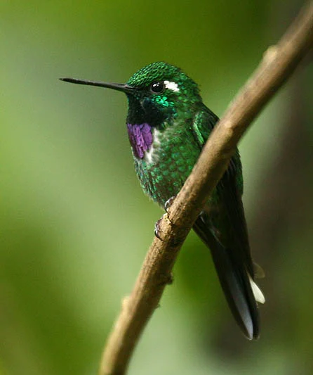 Purple-bibbed Whitetip