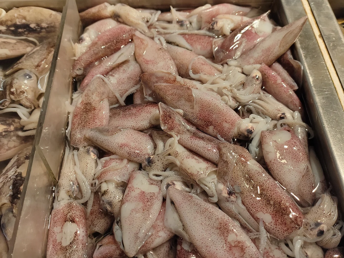 Siboga Squid