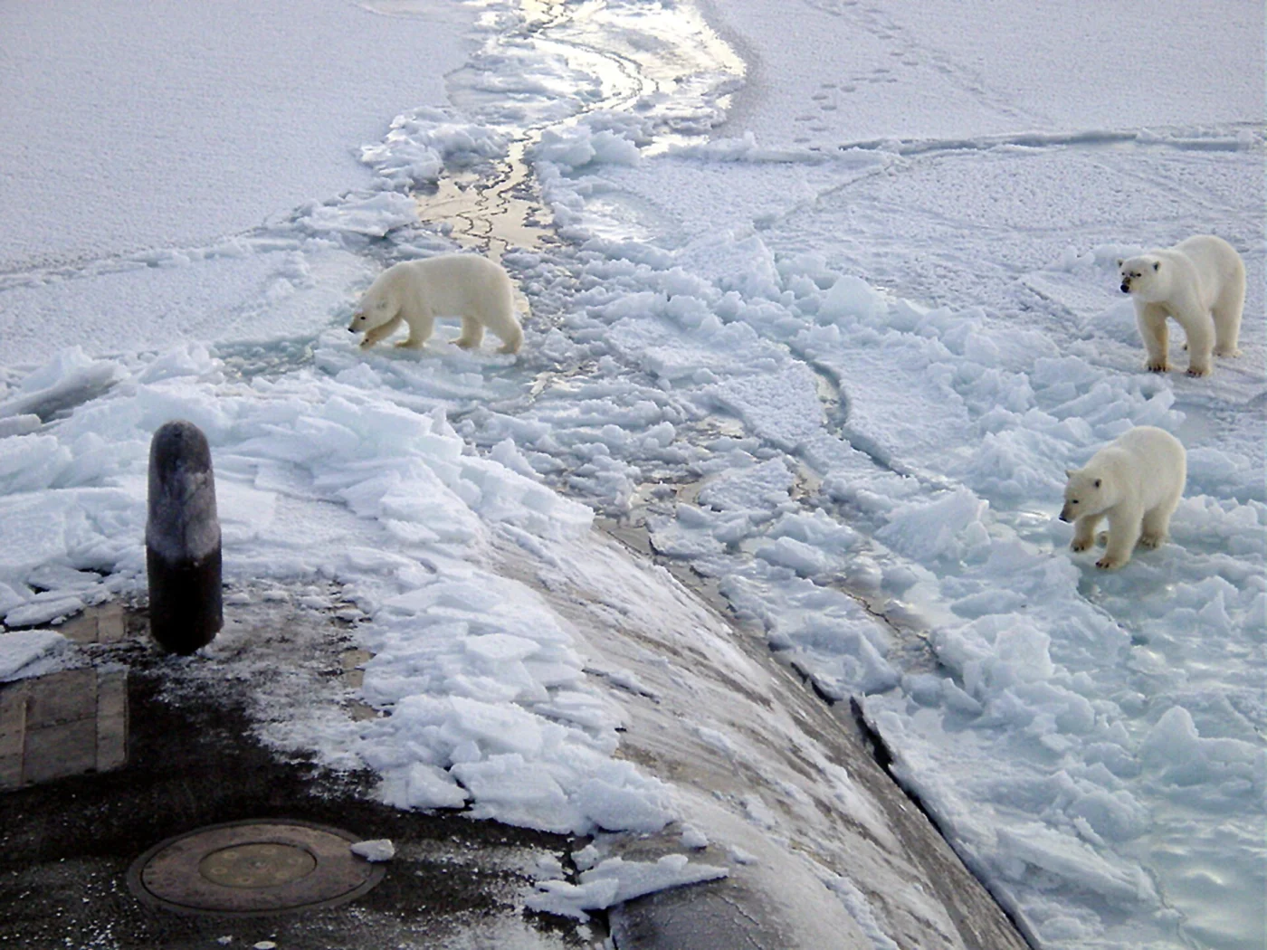 Polar Bear