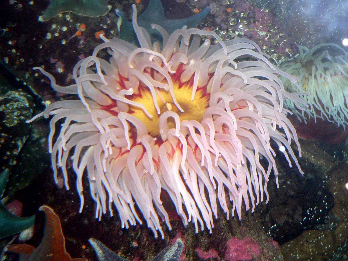 Urticina asiatica