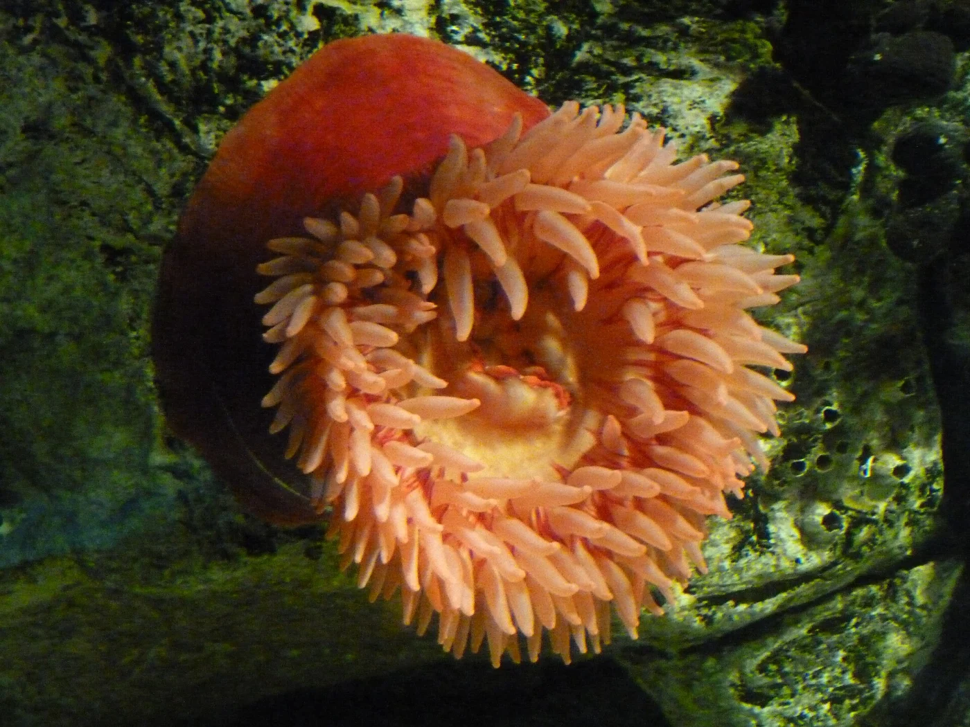 Sand Rose Anemone