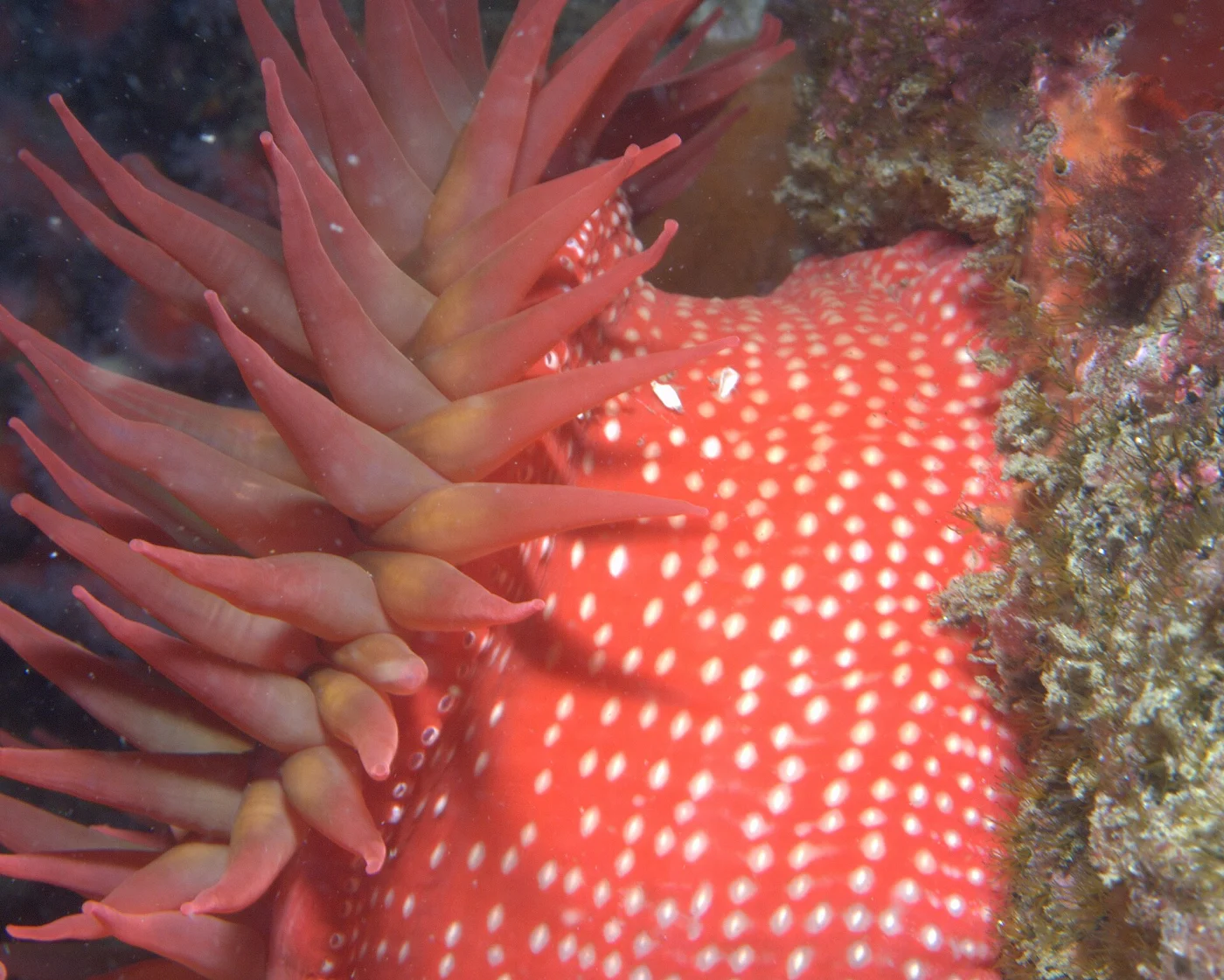 horseman anemone