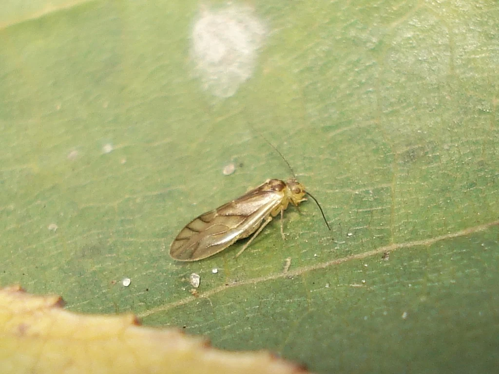 yellow barklouse