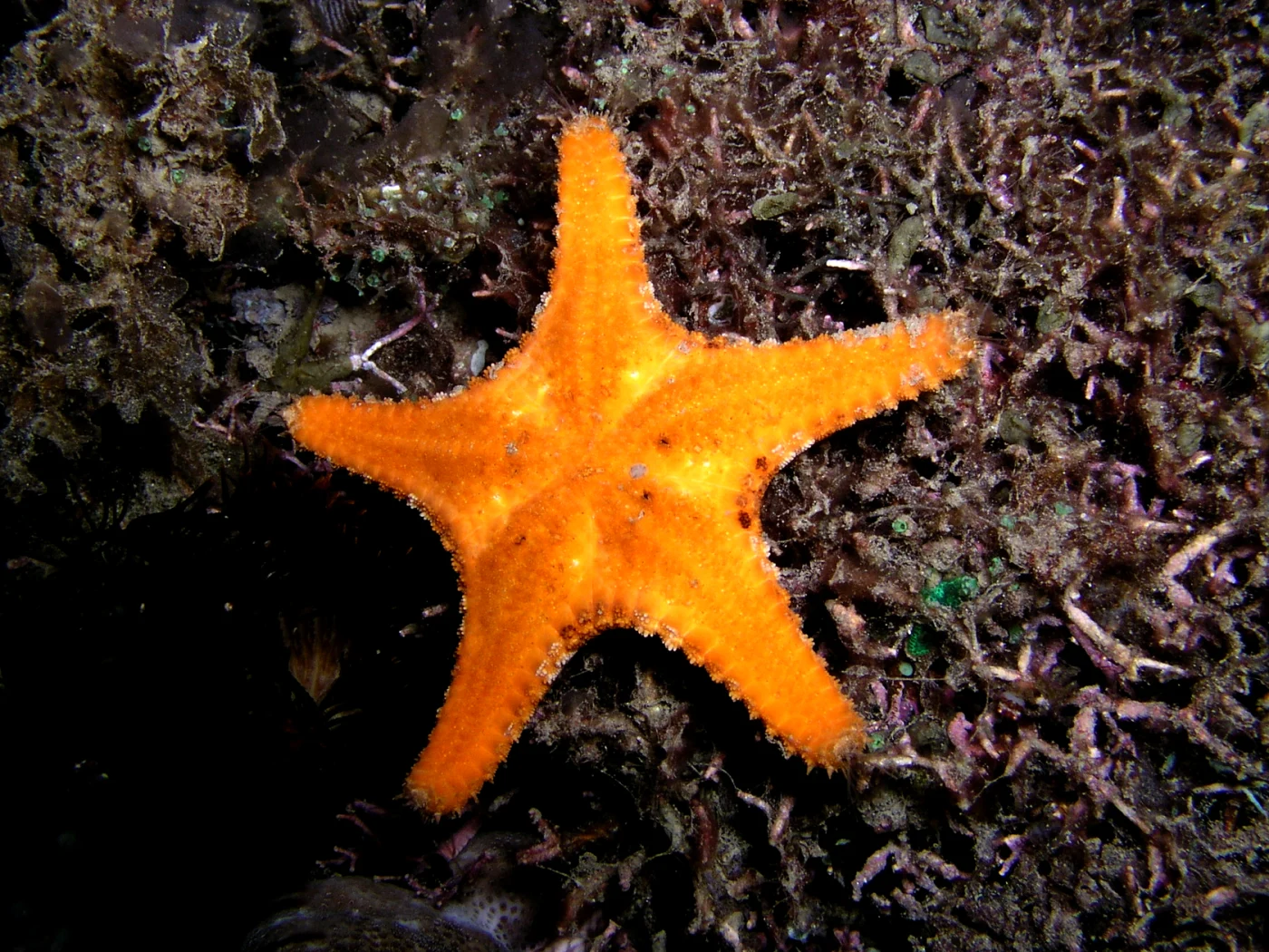 Striated star