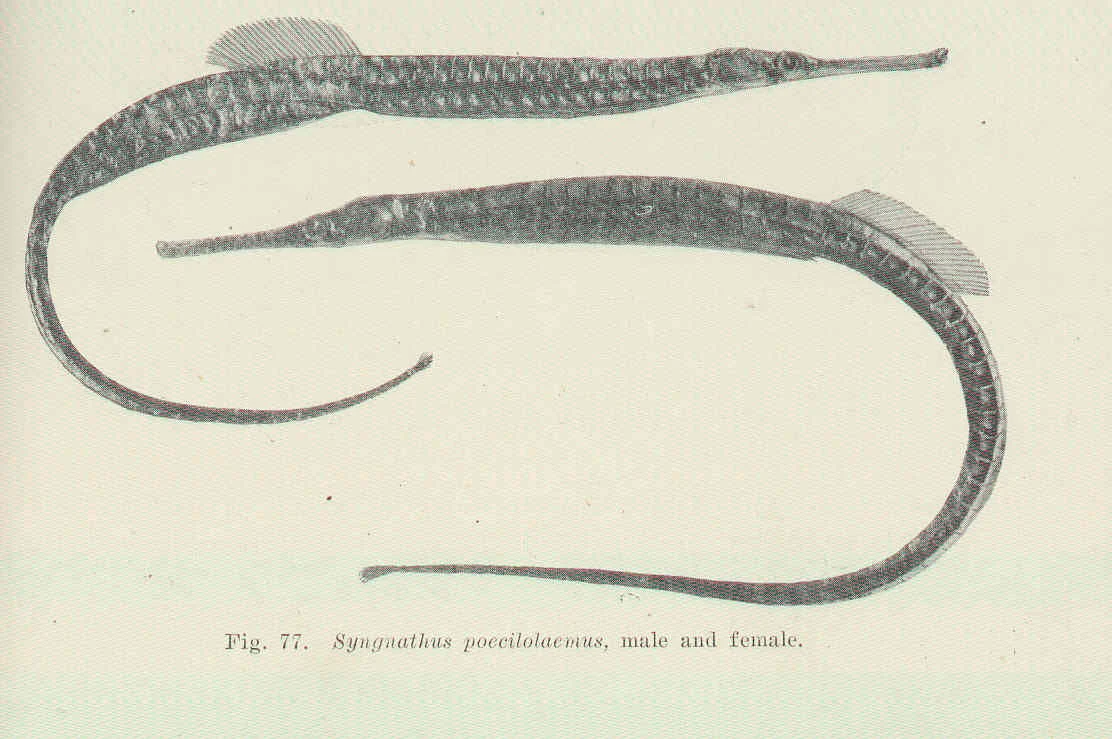 Australian Long-nosed Pipefish